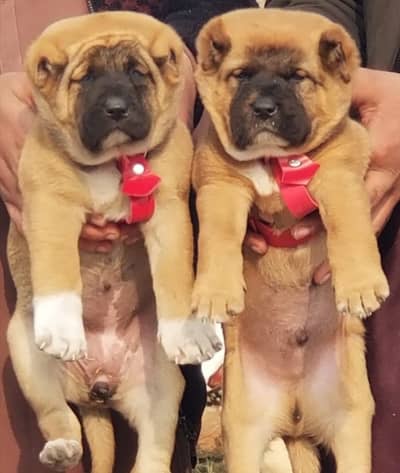 Afghan Kuchi | pure Afghan Kuchi puppies pair | Afghan Kuchi dog