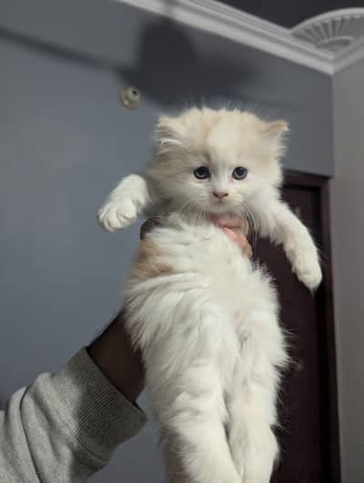  Adorable Persian Kittens - Double Coated & Blue Eyed 