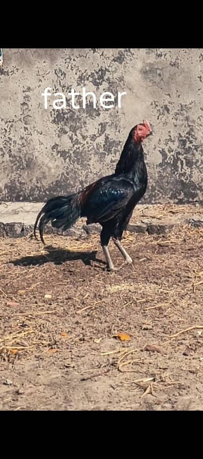 Thai + Lasani birds kids for sale