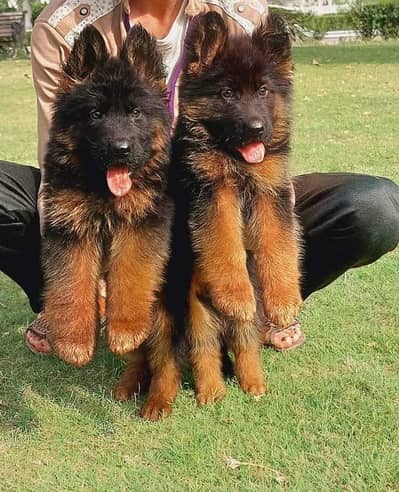 German shepherd puppies  double cot my WhatsApp number 0340729094o