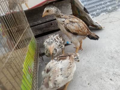 Aseel Chicks