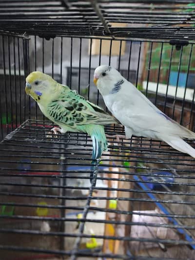 budgies breeder pairs and pathy