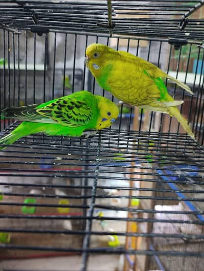 budgies breeder pairs and pathy