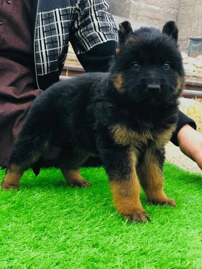 German Shepherd | German Shepherd Puppy | Long Coat Puppy | GSD