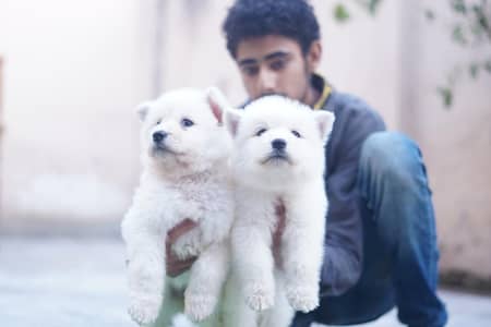 Sibrian Dog for sale