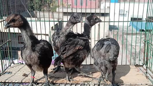 Aseel Dragon chicks for sale