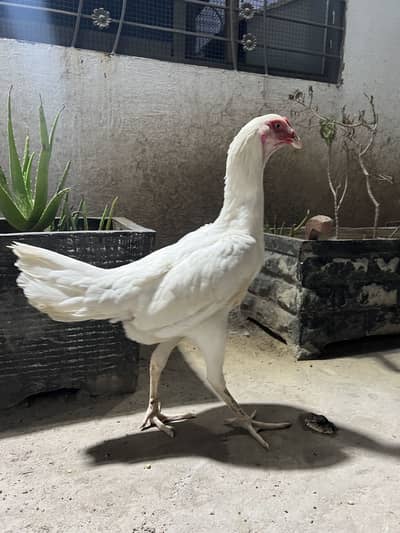 Pure Aseel white shamoo female available