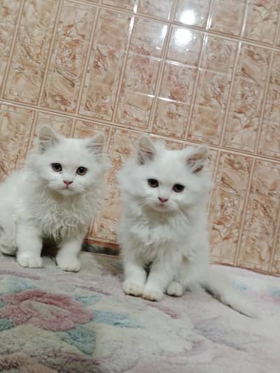 Persian cat