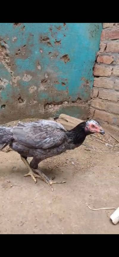 Aseel pathi ready for eggs