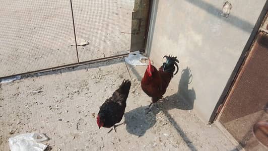 Australorp hen Female Black
