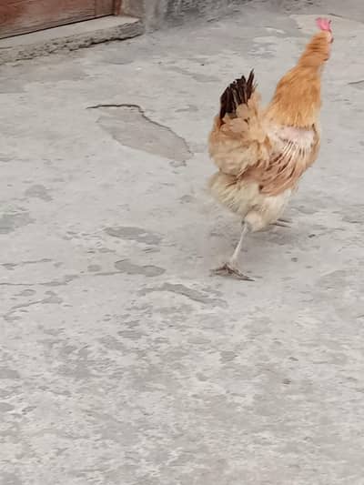 2 hens for sale