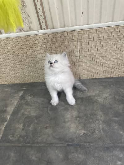 Himalayan kitten /Triple coated / Persian kitten /03247627801
