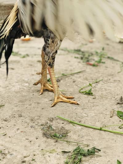 breaded pair or ik phata  full active h