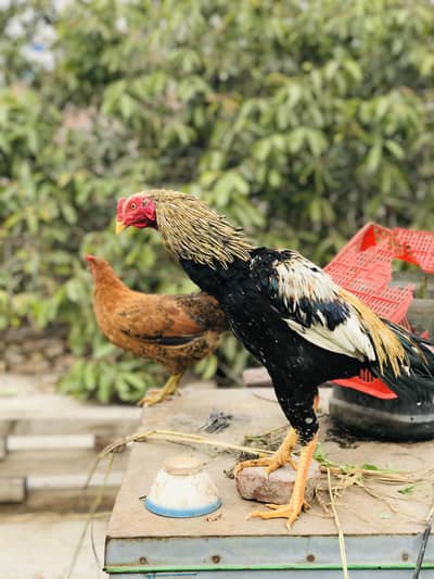 phata  full active h