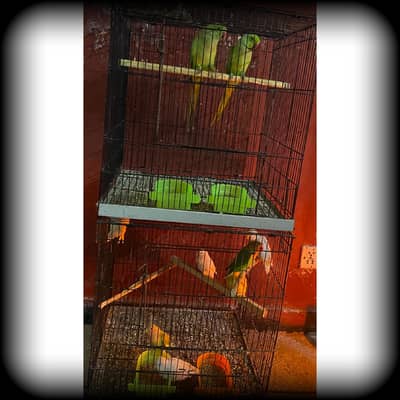 green pair with 7 mix love birds pathy