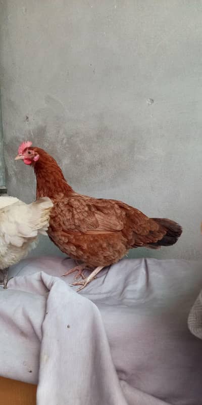 Desi hens golden misri murgi 03265847592