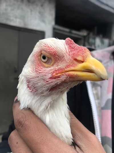 pure aseel heera madi for sale