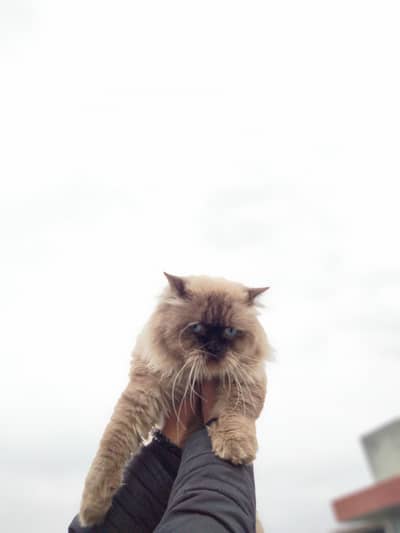 Himalayan persion cat is up for sale age 11 months