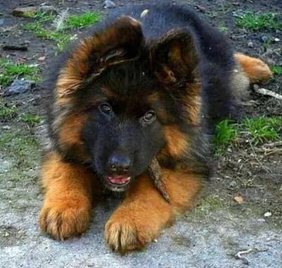 German Shepherd 03262839519