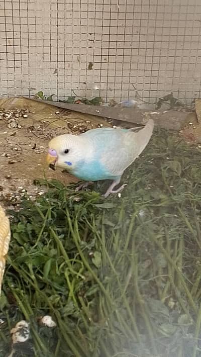 Quality Rainbow pair