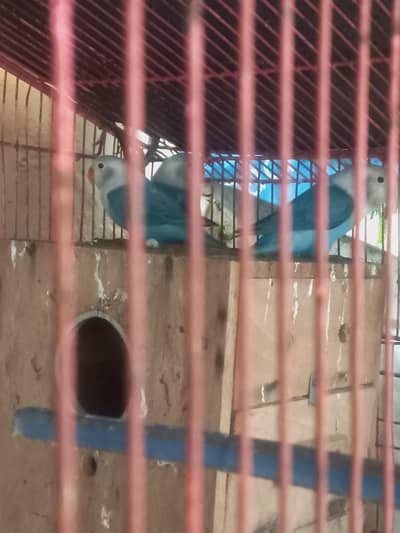 top quality Misty blue Opline  chicks