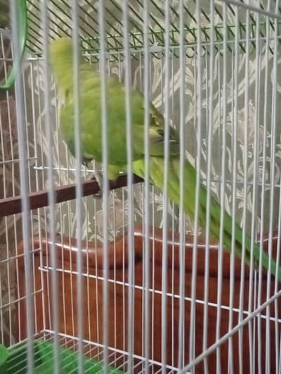 parrot for sale with cage