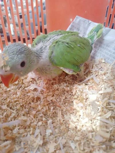 RING NECK CHICKS 03342248084