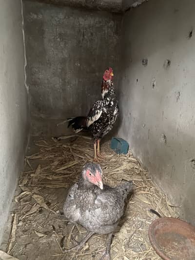 Beautiful hens looking for new home