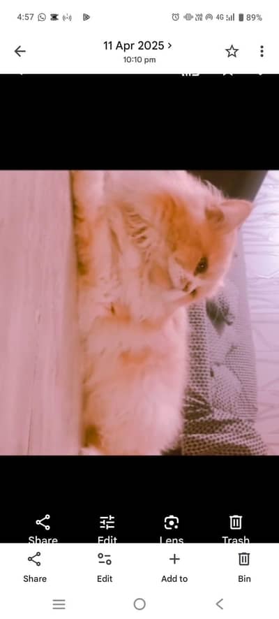 Persian cat | Persian Kittens | Triple Coated Cat / Kitten For Sale