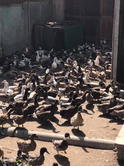 ducks for sale