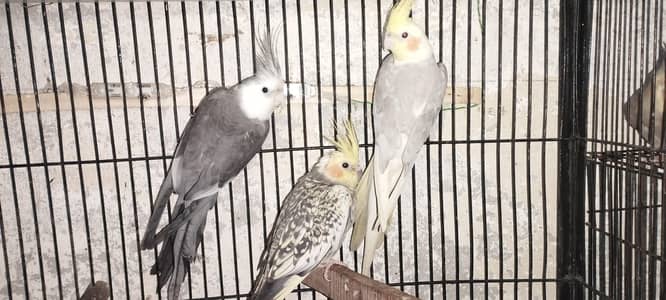 Breeder Cockatiel pair, Cage