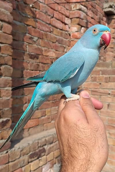 BLUE Parrot Full Tame Pair