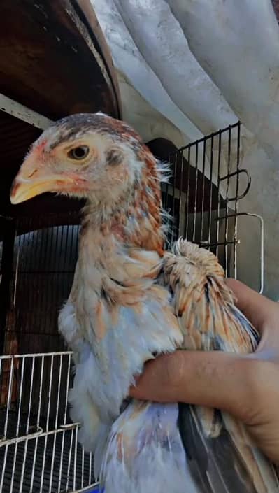 Japanese shamo chicks