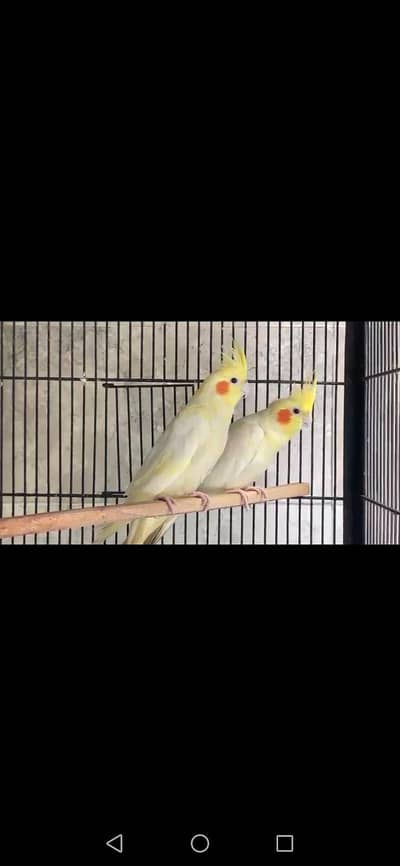 Cocktail breader pair