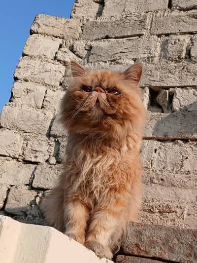 pure peky face male available for stud