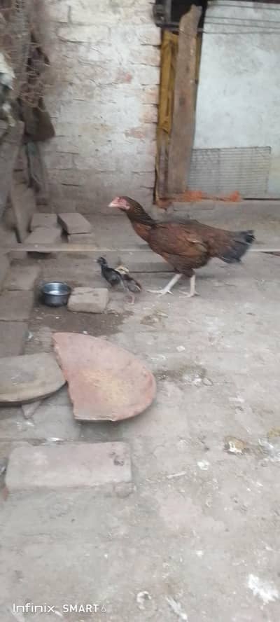 aseel chick's with hen