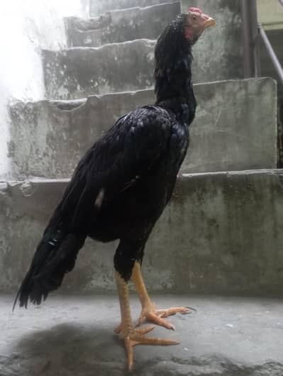 aseel patha for sale