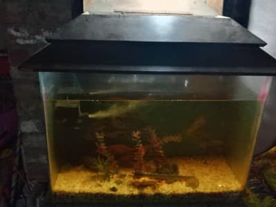 fishes with aquarium