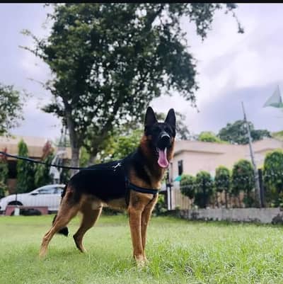 German Shepherd Stock Coat Stud Available