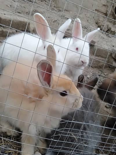 Red eyes Cute Bunnies