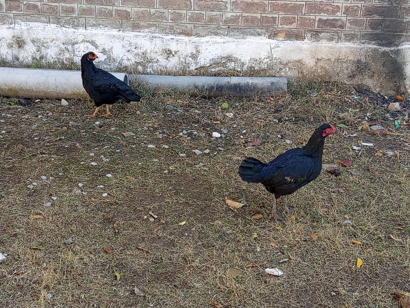 چھینا مرغ خالص آصیل (Aseel) – میل اور فی میل چینی نسل – میل اور فی میل 9