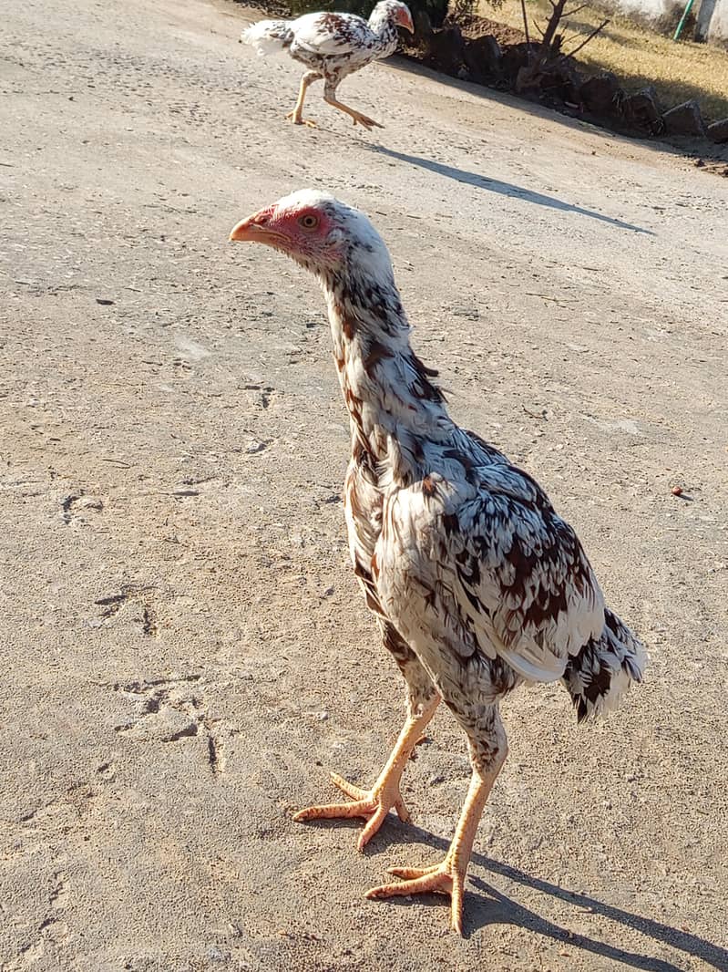 چھینا مرغ خالص آصیل (Aseel) – میل اور فی میل چینی نسل – میل اور فی میل 10