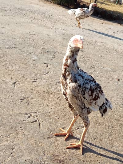 چھینا مرغ خالص آصیل (Aseel) – میل اور فی میل چینی نسل – میل اور فی میل