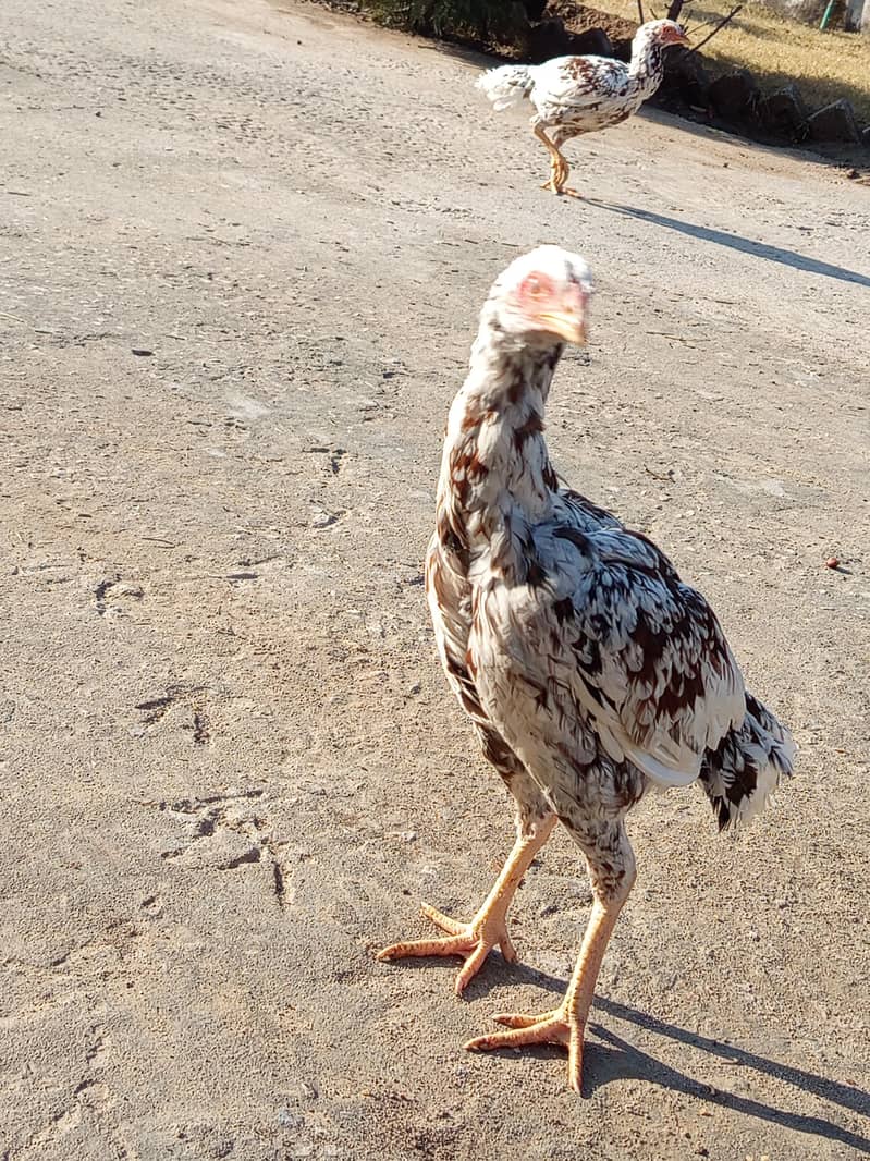 چھینا مرغ خالص آصیل (Aseel) – میل اور فی میل چینی نسل – میل اور فی میل 1