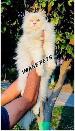 Persian Female Cat age 1.5 Years