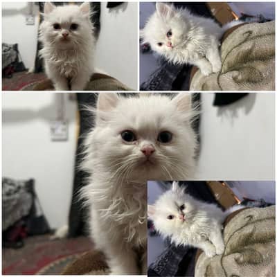 Persian kittens for sale