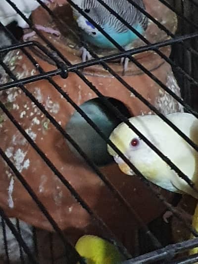 Australia parrots for sale