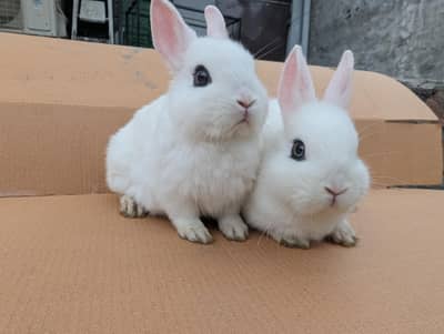 Fancy Dwarf Hotot Rabbits and bunnies (1 Pair) (male + female)
