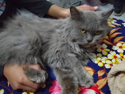 triple koted CAT urgent sale