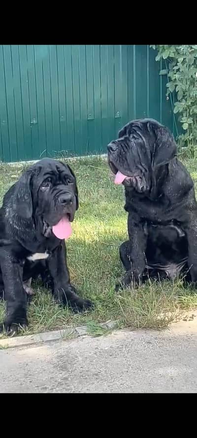 IMPORTED NEAPOLITAN MASTIFF PUPPIES ARE AVAILABLE FOR BOOKING